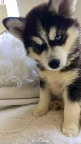 Husky siberiano olhos marcantes
