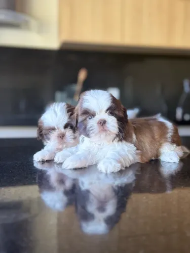 INCRIVEL! FILHOTES COM O MELHOR PREÇO, SHIHTZU, SHIH TZU