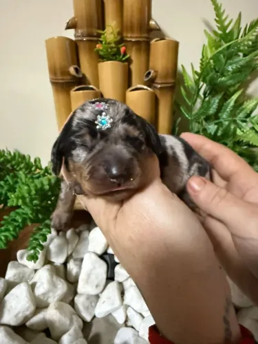 Basset dachshund anão filhotes