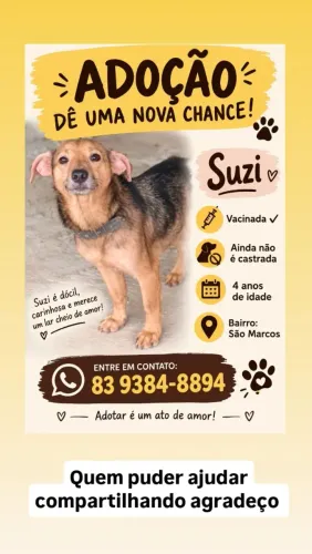 Cachorrinha para adoção/ cachorro doação