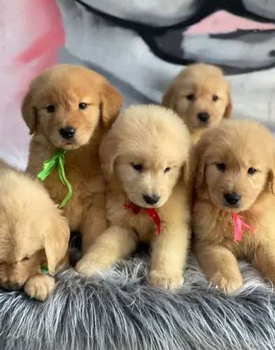Belíssimo filhotes Golden Retriever machos e fêmeas vacinados 