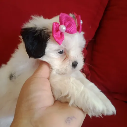 Shih-tzu disponível