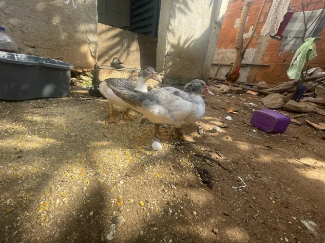 Vende-se patos vivos ou abatidos