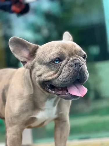 Buldogue para cruzar