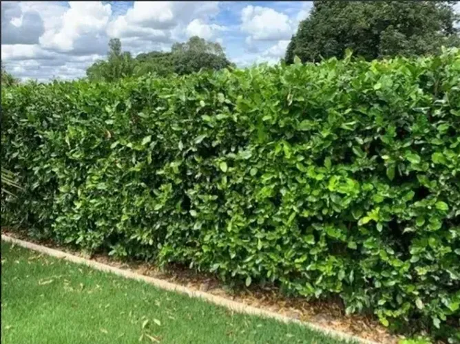 CERCA VIVA OU MURO VERDE MUDAS DE SWINGLEA GLUTINOSA