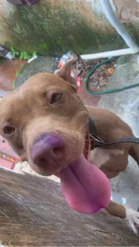 doação de pitbull 