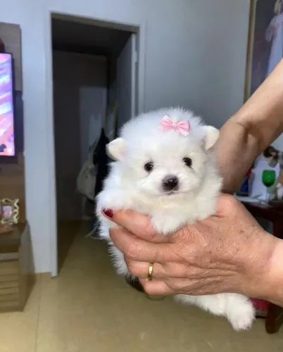 Spitz alemão fêmea