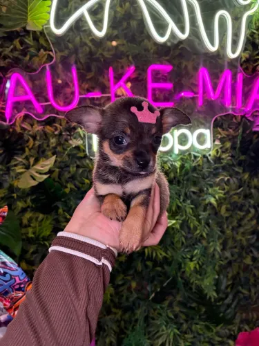 Chihuahua! Amor pra vida
