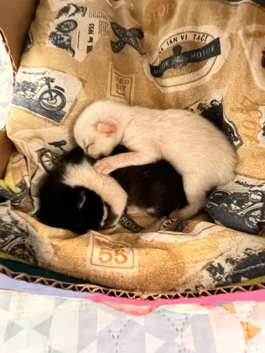 Doação de gatinhos SRD