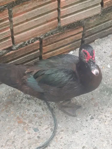 Pato fêmea