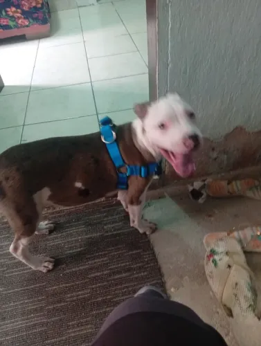 Vendo Pit Bull