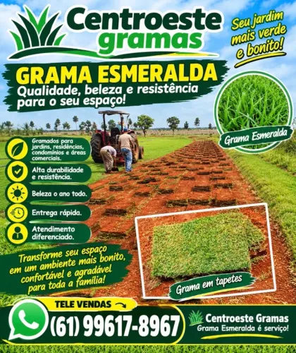 Grama esmeralda 