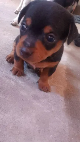 Pinscher 1