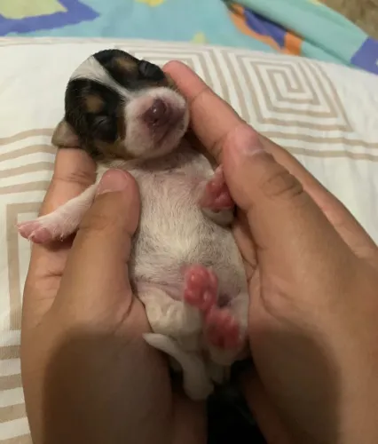 Pinscher