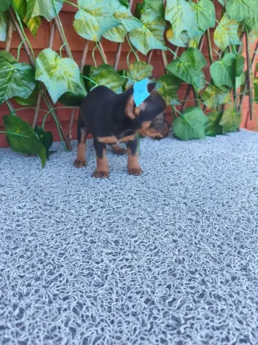Pinscher fofinho ideal para apartamento