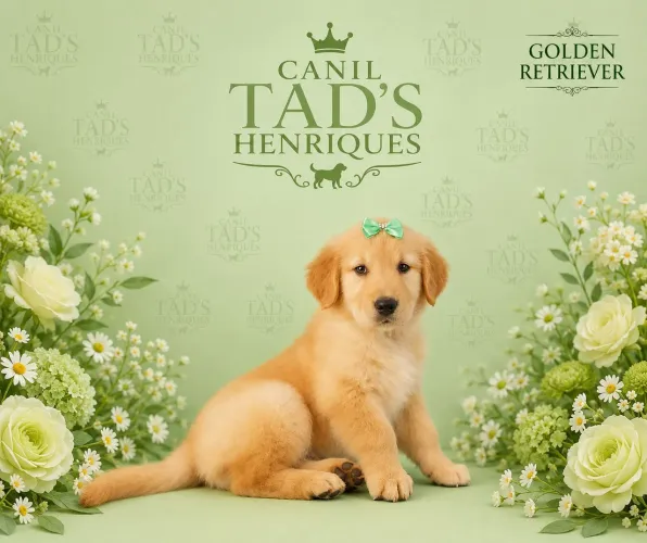 GOLDEN RETRIEVER - BBS TOPS