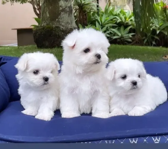 Filhotes de Cachorro Amor à Primeira Vista