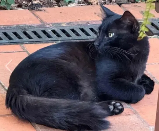 Gato preto macho adoção. Castrado, vacinado, vermifugado