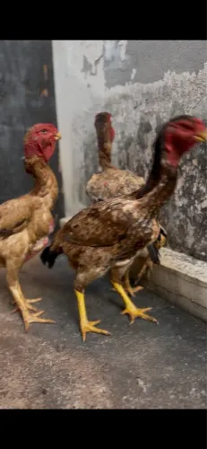 Galinhas Índia bico curto boiadeiro 