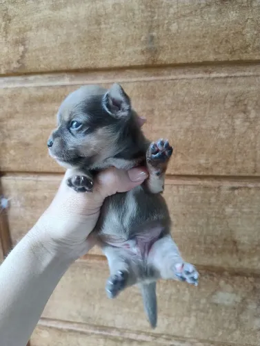 Pai Chihuahua puro, mãe Chihuahua misturada