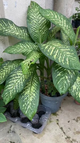 Plantas comigo ninguém pode