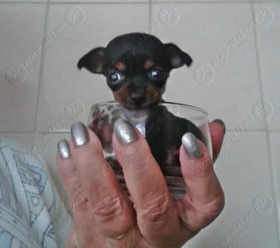 Um verdadeiro ratinho na palma da mão