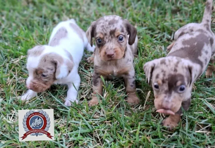 Filhotes Dachshund macho