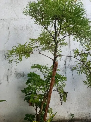 Árvore da felicidade macho e a fêmea 1,20cm