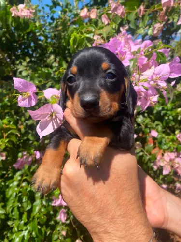 Filhote de dachshund machinho preto canela