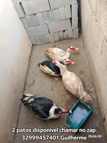 Patos.