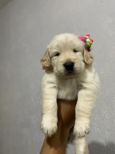 Filhote de Golden Retriever Fêmea