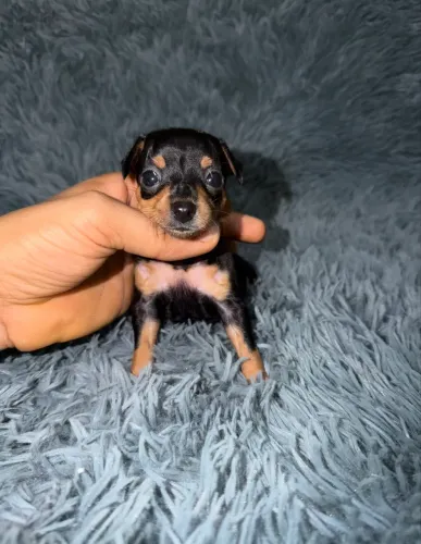 Filhotes pinscher