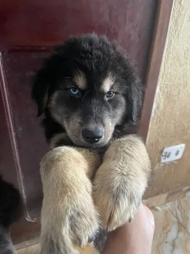 Lindos Filhotes de Husky Siberiano Wooley