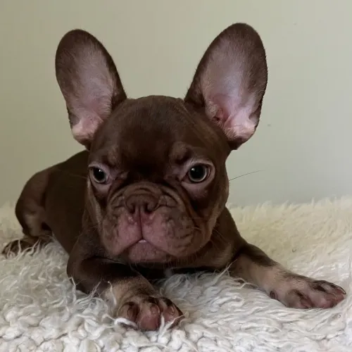 BullDog Francês: A companhia mais engraçada é afetuosa que existe