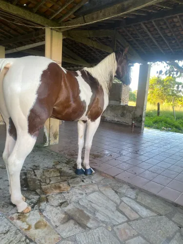 Potro paint horse