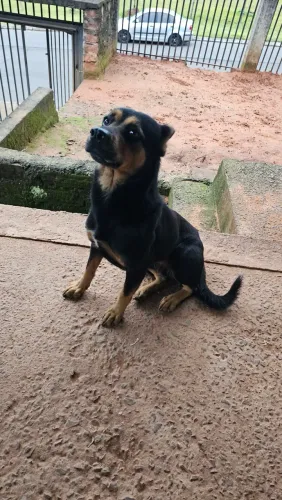 Doa-se se cachorra