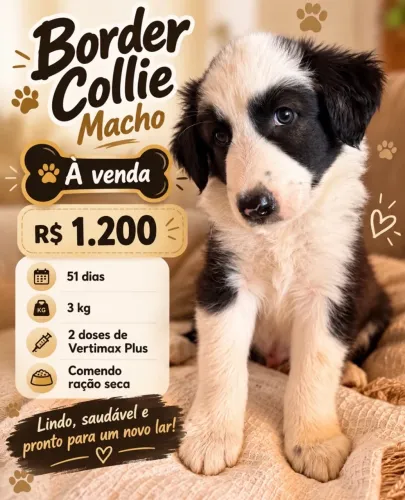 Filhote de Border Collie