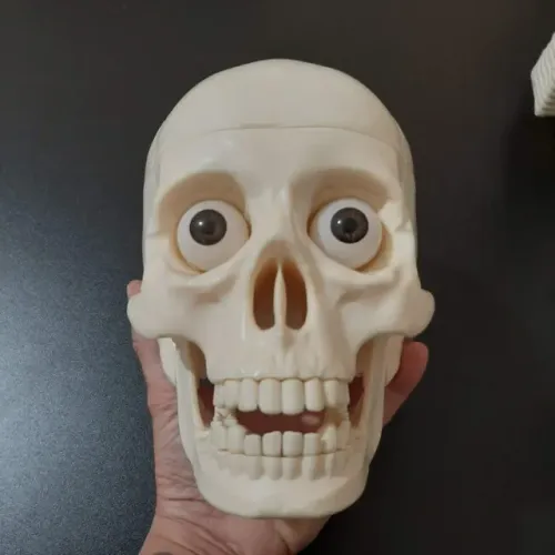 Crânio Completo com Todos os Dentes e Cérebro da Coleção Corpo Humano da Editora Abril