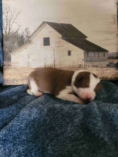 Filhotes de Border Collie | Companhia que faz diferença.