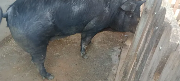 Vendo uma leitoa gorda pra abate, ou reprodução 