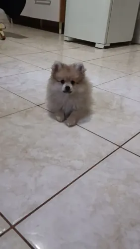 Lulu da Pomerânia Macho filhote