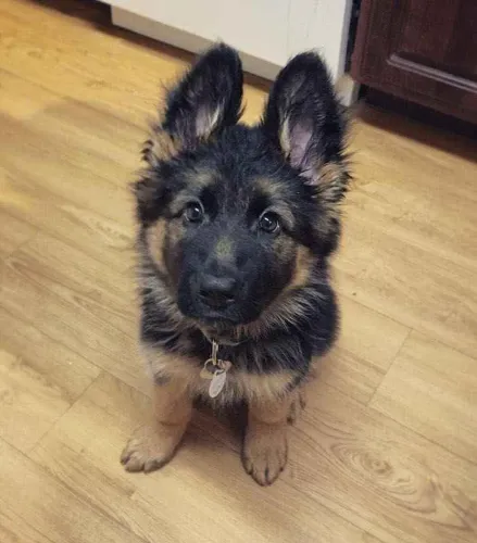 Filhote pastor alemão, Venha conhecer os bebês mais fofos do mundo canino!