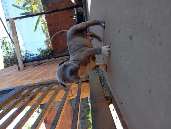 Machinho de América Bully micro disponível para vender 