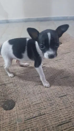 Pinscher machos a pronta entrega 