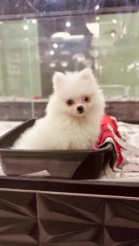 Filhote Spitz Alemão, Seja Recebido Todos os Dias Com Muitas Lambidas e Carinho!