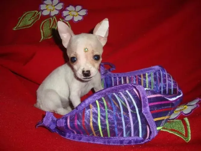 Pinscher 00 lindos filhotes 