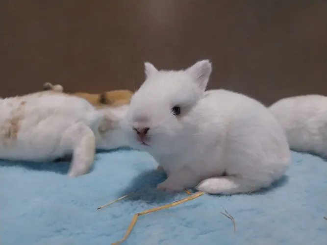 Coelhos mini os pets desejados por todas as idades
