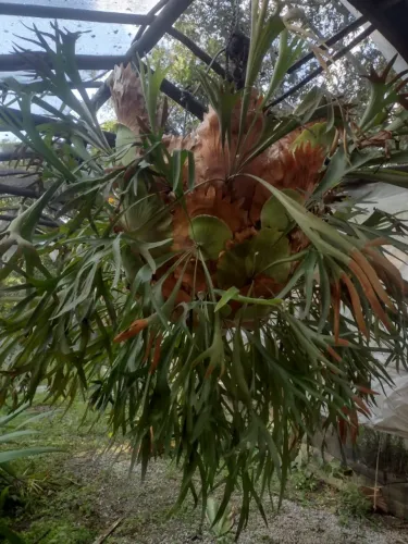 Planta Chifre de Veado Gigante