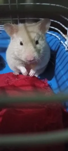 Vendo hamster Sirio