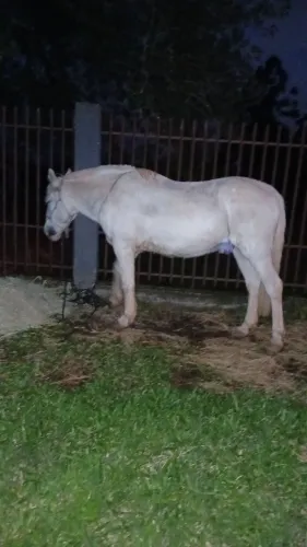 Cavalo pitiço manso de 12 anos domado e para criança mesmo 